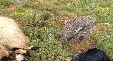 Sürüye yıldırım isabet etti, 23 küçükbaş hayvan telef oldu