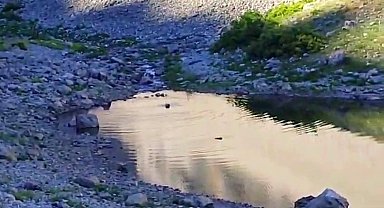 Tunceli'de ayıların su keyfi