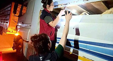 Tunceli'de hayvan sevkiyatına sıkı denetim