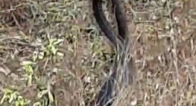 Tunceli'de yılanların çiftleşme dansı kameraya yansıdı