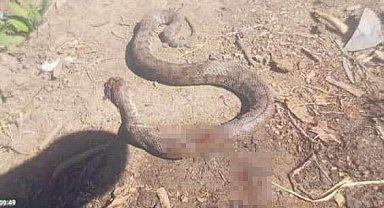 Türkiye'nin en zehirli yılanı eve girmek üzereyken öldürüldü