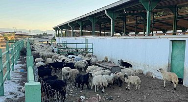 Uzmanından kurbanlık seçimi önerileri