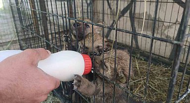 Yavru kurtlara 'kreş' hizmeti