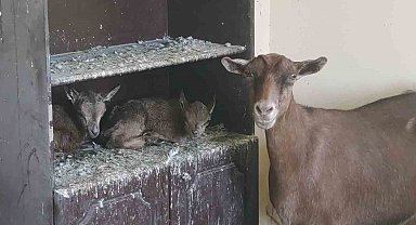 Yavru yaban keçileri süt anneye emanet