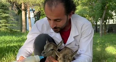 Yavru yaban keçilerinin süt kardeşliği