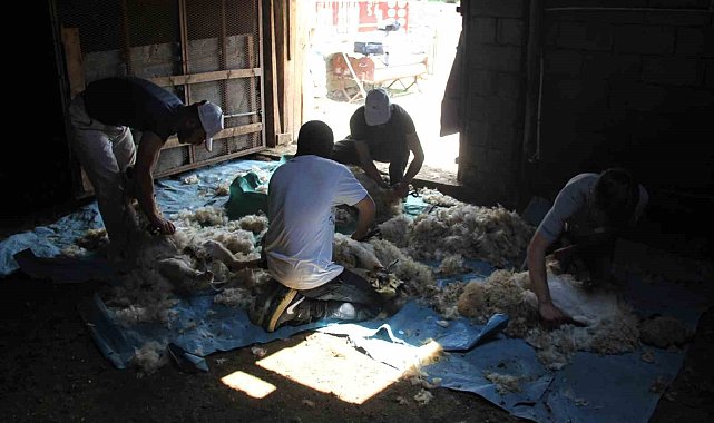 Yaylalarda koyun kırkma zamanı