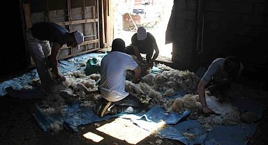 Yaylalarda koyun kırkma zamanı