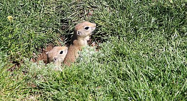 Yer sincapları yuvalarında objektife yansıdı