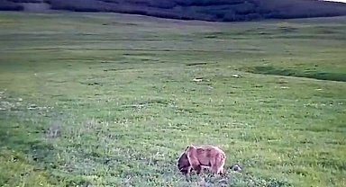 Yeşeren otlarla beslenen bozayı böyle görüntülendi