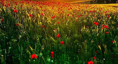 Yeşil ve mavi tonlarını sergileyip cezbeden Patnos Barajı, vatandaşların ilgisini çekiyor