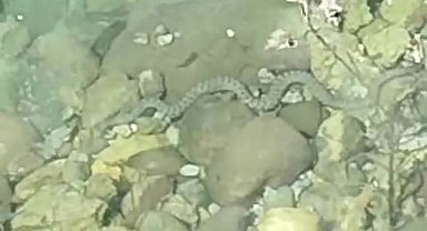 Yılanların balık avı kameraya yansıdı