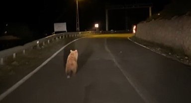 Yola inen bozayı görüntülendi