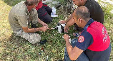 Yuvadan düşen yavru leyleklerin imdadına itfaiye ekipleri yetişti