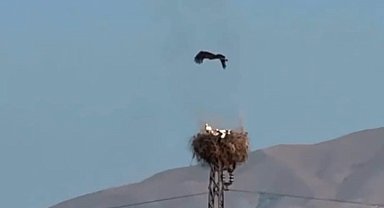 Yuvasında yangın çıkan leyleğin yavrularını kurtarma çabası sonuçsuz kaldı