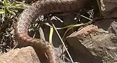 Zehirli yılanla karşı karşıya geldi