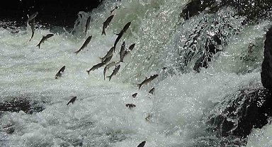 11'incisi düzenlenen 'İnci Kefali Göçü Kültür ve Sanat Festivali' yoğun ilgi gördü