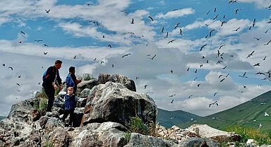 2 bin 241 rakımda yüzlerce kuşa ev sahipliği yapıyor