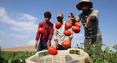 3 bin dönüme domates eken üretici vatandaşlara seslendi: ''Gelin tarladan 8 liraya alın''