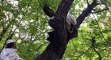 'Bal avcıları' su kenarından takip ettikleri arılarla doğal bala ulaşıyor