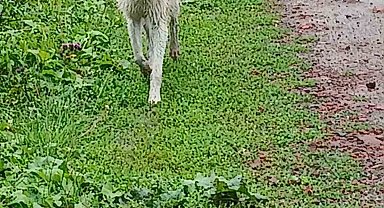 Acıkan kurt şehir merkezine indi