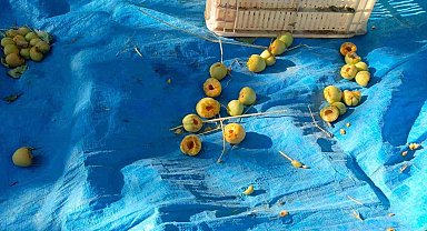 Ağaçlara ağaçkakanlar dadandı, kayısılar çöp oldu