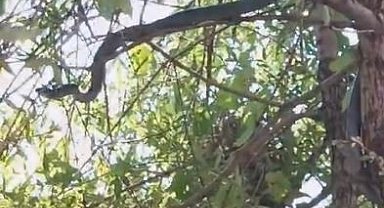 Ağaçta kuş avına çıkan 3 metrelik yılan görüntülendi