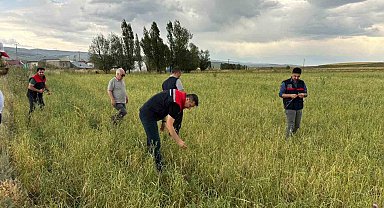 Ağrı'da etkili olan dolu tarımda zarara neden oldu