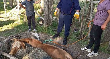 Ağrı'da itfaiye, yangın merdiveniyle ineği kurtardı