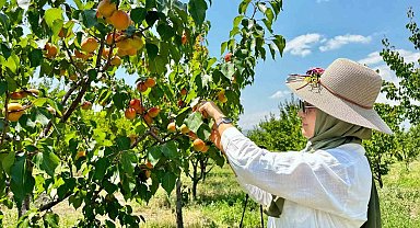 Ağrı'nın volkanik topraklarında 6 ton kayısı hasadı yapıldı