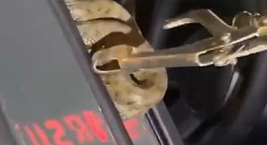 Arabaya giren yılanı itfaiye ekipleri çıkardı