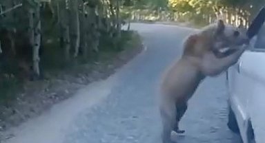 Araç sürücüsü, ayı saldırısından kıl payı kurtuldu