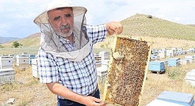 Arıcılıkta "Ana Arı" en önemli faktör