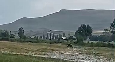 Aşkale'de ayılar çiftçileri korkutuyor