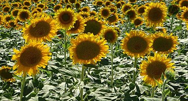 Ayçiçeği tarlaları hasat için gün sayıyor