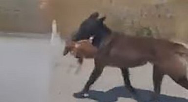 Bahçeye giren köpek tavuğu telef etti