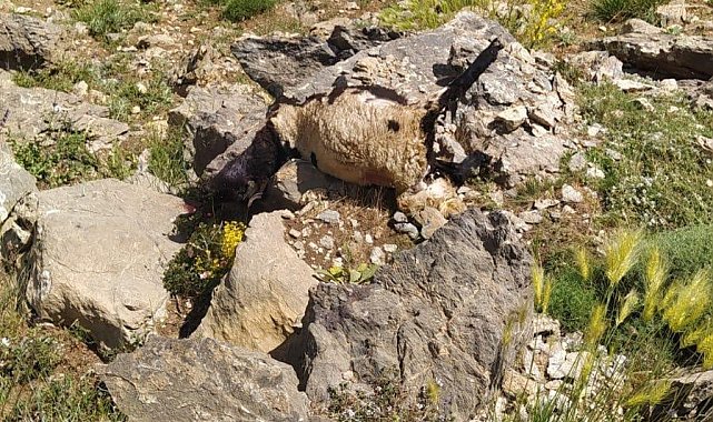 Başkale'de kurtlar sürüye saldırdı: 120 koyun telef oldu