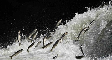 Bereketli yağışlar sayesinde bu yıl toplu inci kefali ölümleri yaşanmadı