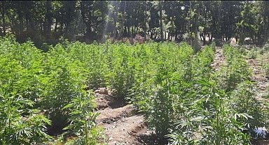 Bingöl'de 11 bin kök kenevir bitkisi ve 2 kilo esrar ele geçirildi