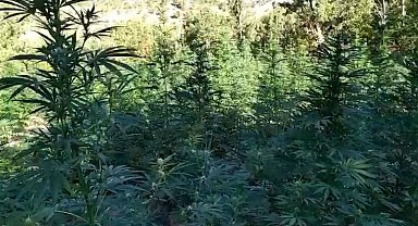 Bingöl'de 2 tarla içerisinde uyuşturucu madde ele geçirildi