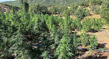 Bingöl'de 40 bin kök kenevir bitkisi ele geçirildi