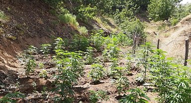 Bingöl'de 6 farklı noktada 2 bin kök kenevir ele geçirildi