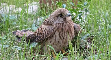 Bingöl'de bitkin halde bulunan atmaca tedavi altına alındı