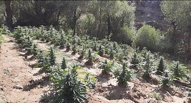 Bingöl'de kenevir ve skunk bitkisi ele geçirildi