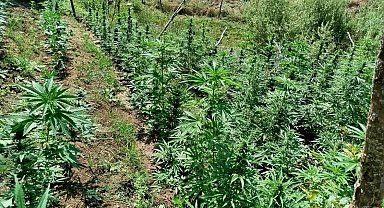 Bingöl'de kenevir ve skunk ele geçirildi