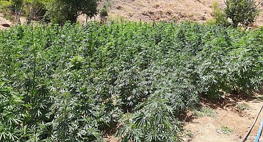 Bingöl'de uyuşturucu operasyonu: 105 bin kök kenevir ele geçirildi