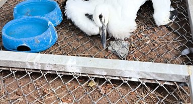Bingöl'de yaralı bulunan yavru leylek tedavi altına alındı
