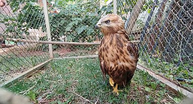 Bitkin halde bulunan kızıl şahin tedavisinin ardından doğaya salındı