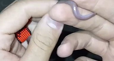 Buldukları yavru yılanı ellerine alıp oynadılar