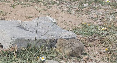 Çiftçiden davetsiz misafire üzüm ikramı