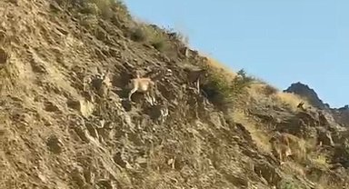 Dağ keçileri Sümbül Mahallesi'ni mesken tuttu